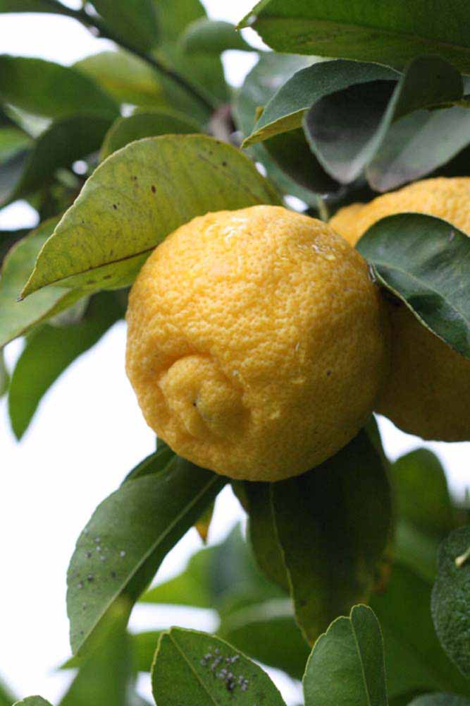            Fruit (Florida, Riverside, CA)   